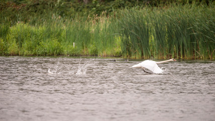 Beautiful mute swan Cygnus Olor landing on water in English countryside