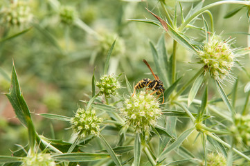 wasp on flower of a field eryngo