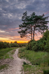 Stunning Summer landscape image of woodland during sunset with stunning colorful vibrant sky