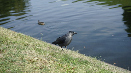 bird