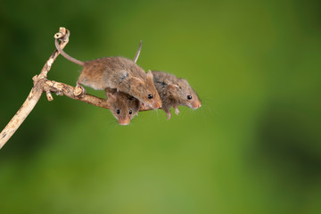 ADorable and Cute harvest mice micromys minutus on wooden stick with neutral green background in nature