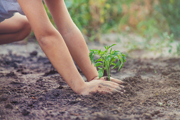 A child in the garden plants a plant. Selective focus.