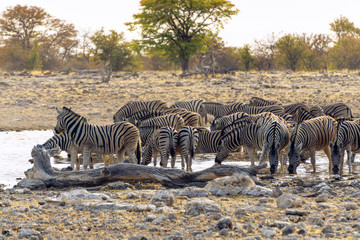 Fototapeta na wymiar zebras herd drinking water namibia etosha