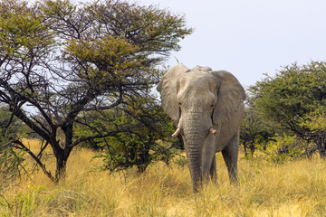 Close up of a elephant in Amboseli National Park, Kenya, Africa