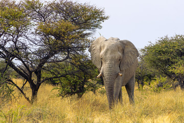 Close up of a elephant in Amboseli National Park, Kenya, Africa