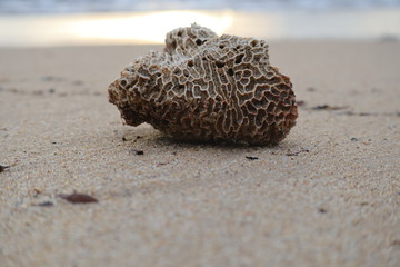 coral on the beach