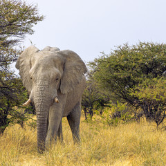Obraz premium Zamknij się słonia w Parku Narodowym Amboseli, Kenia, Afryka