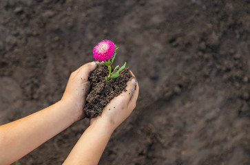A child in the garden plants a flower. Selective focus.