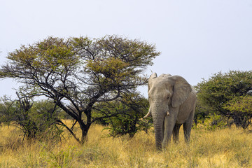 Close up of a elephant in Amboseli National Park, Kenya, Africa