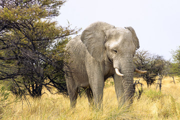 Large elephant walks towards the road in front of our vehicle in Etosha National Park, Namibia