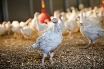 Turkey indoor farm
