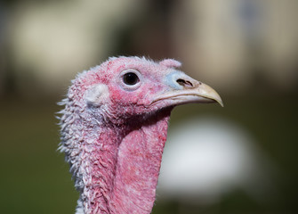 Domestic turkey portrait