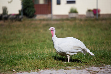 Turkey walking free on courtyard