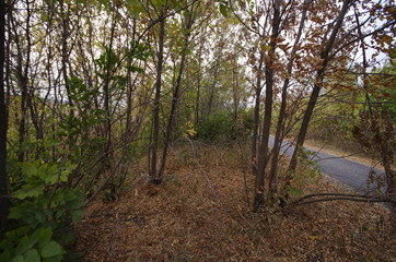 Fototapeta na wymiar autumn colorful leaves of trees and bushes