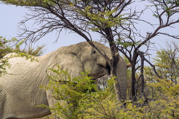 Desert elephants are not a distinct species of elephant but are African bush elephants (Loxodonta...