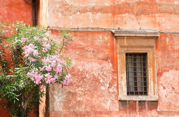 Fototapeta na wymiar Pink flower tree in Traditional Italian house background Italy