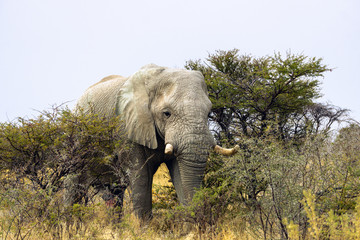 Namib desert elephants of Namibia africa