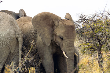 Fototapeta na wymiar Heard of elephants (Loxodonta africana) resting in the shade on a hot day in Etosha National Park, Namibia