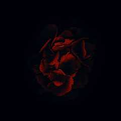 Künstlerische rote Blüte mit schwarzem Hintergrund