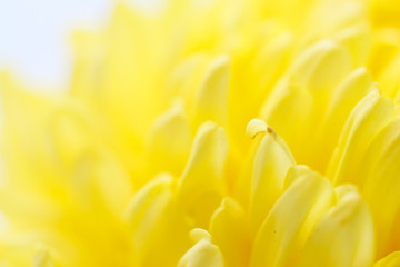 Beautiful yellow chrysanthemum close-up isolated background