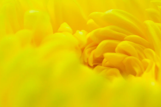 Close up of center Chrysanthemum flower curly petals
