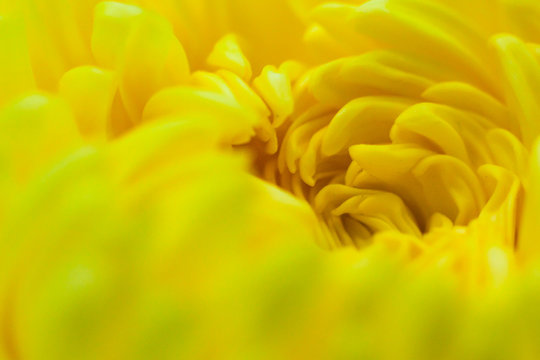 Close up of center Chrysanthemum flower curly petals