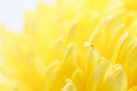 Beautiful yellow chrysanthemum close-up isolated background