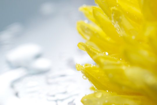 Beautiful yellow chrysanthemum close-up isolated background