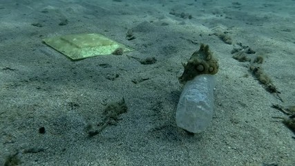  Plastic pollution, A beautiful nudibranch sea hare crawls along plastic bottle on the sandy bottom. Nudibranch or Sea slug Spotted sea hare (Aplysia dactylomela) Mediterranean Sea, Europe.