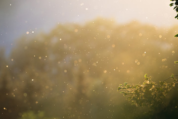 Summer evening mood insect die-off