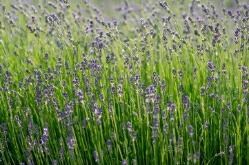 Obraz premium Lavandula angustifolia bunch of flowers in bloom, purple scented flowering plant