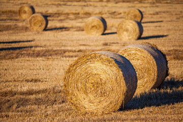 haystacks in evening light
