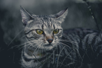 Fototapeta premium Cat ain grass