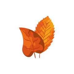season autumn leafs isolated icon