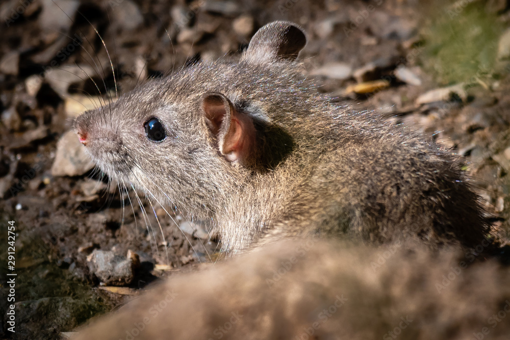 Aufkleber a very close up portrait of a rat emerging from behind a rock. it is an image of half its body with 