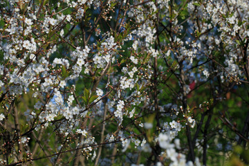 Fototapeta na wymiar Blooming cherry tree in the garden. Cherry flowers close up.
