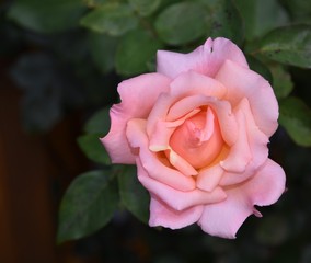 Edelrose
