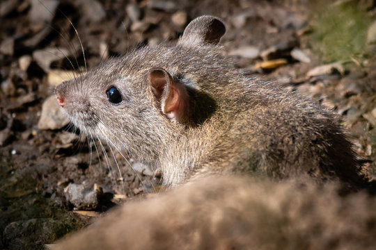 A very close up portrait of a rat emerging from behind a rock. It is an image of half its body with the head and eye showing