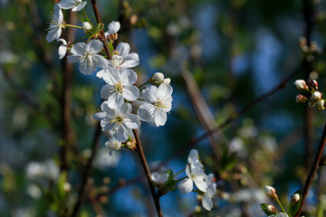 Blooming cherry tree in the garden. Cherry flowers close up.
