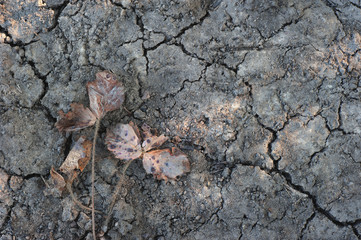 Dead plant on dry ground from above macro. Extreme climatic situation. Global climate change. The result of unreasonable human activity. Bad ecology.