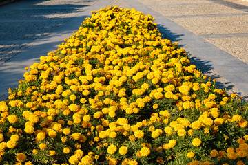 Obraz premium A large flowerbed with yellow flowers in the middle of a stone road.