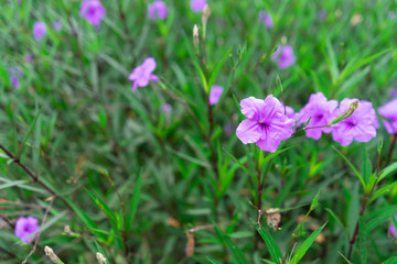 Violet flower at the garden