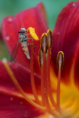 Bzyg prążkowany (Episyrphus balteatus) na kwiacie czerwonego liliowca