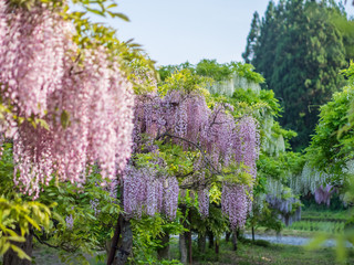 藤　十ノ瀬藤の郷