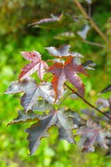 Purple maple leaves. Autumn backgrond. Close-up. Vertical shot