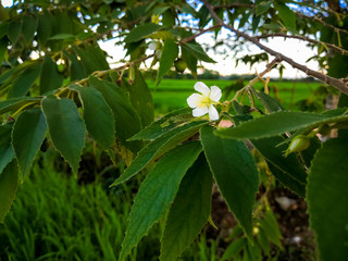Fototapeta premium flower of Calabura, Jam tree, Jamaican cherry, Malayan Cherry, West Indian Cherry