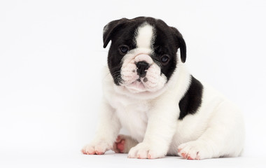 little puppy breed French bulldog looks up on a white background