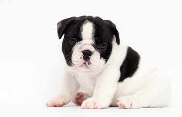 little puppy breed French bulldog looks up on a white background