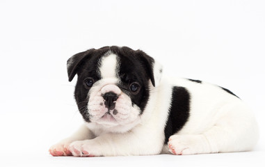 little puppy breed French bulldog looks up on a white background