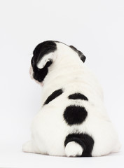 Obraz premium little puppy breed French bulldog looks up on a white background